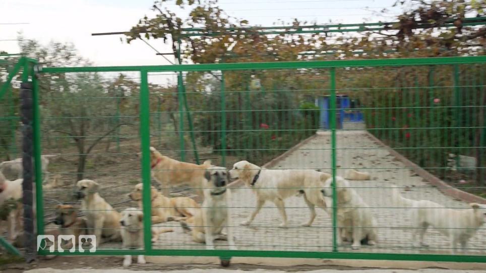 Tierschicksale in der Türkei Tierschicksale in der Türkei