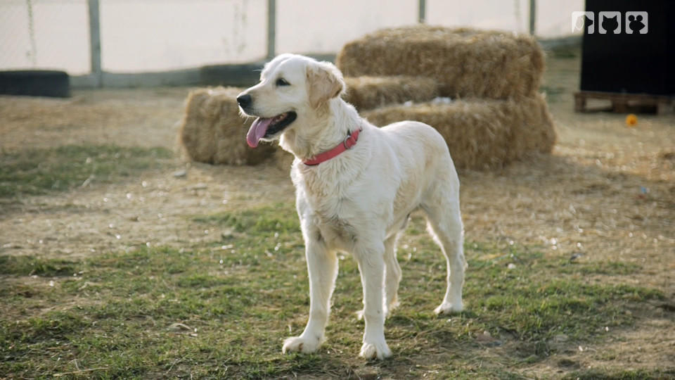 Tierschicksale in der Türkei Tierschicksale in der Türkei