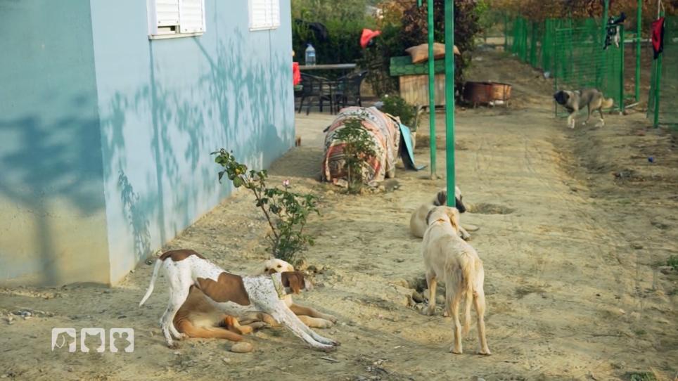 Rassehunde-Schicksale in der Türkei Rassehunde-Schicksale in der Türkei