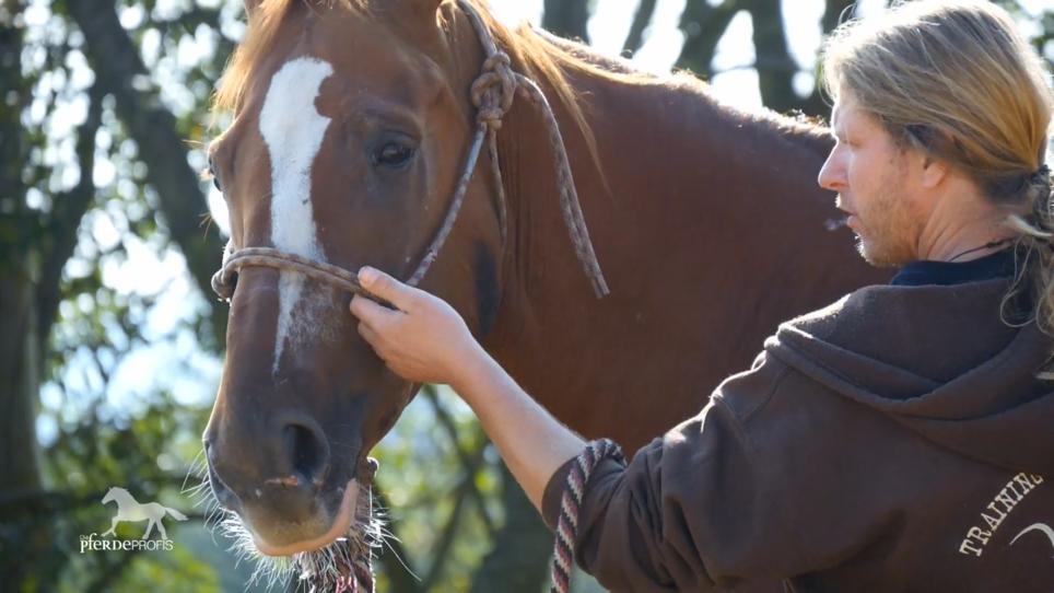 Dusty ist auf dem besten Weg zum Reitpferd Dusty ist auf dem besten Weg zum Reitpferd
