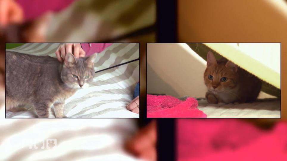 Mimi ist extrem verängstigt Mimi ist extrem verängstigt