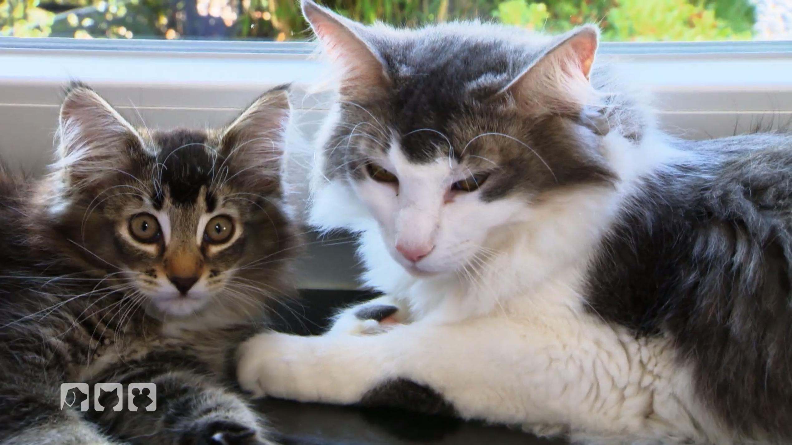 Sind Katzen Einzelgänger? Sind Katzen Einzelgänger?