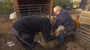 Die Harten Hunde helfen bei der Hufpflege der Schafe Die Harten Hunde helfen bei der Hufpflege der Schafe