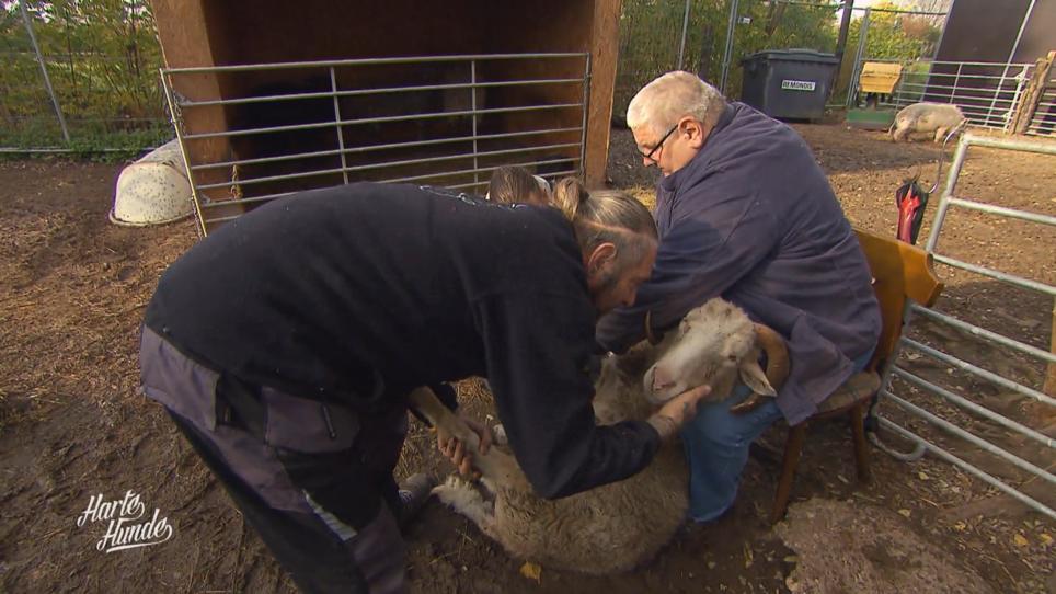 Die Harten Hunde helfen bei der Hufpflege der Schafe Die Harten Hunde helfen bei der Hufpflege der Schafe
