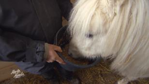 Pony Mariechen soll aufgepeppelt werden Pony Mariechen soll aufgepeppelt werden