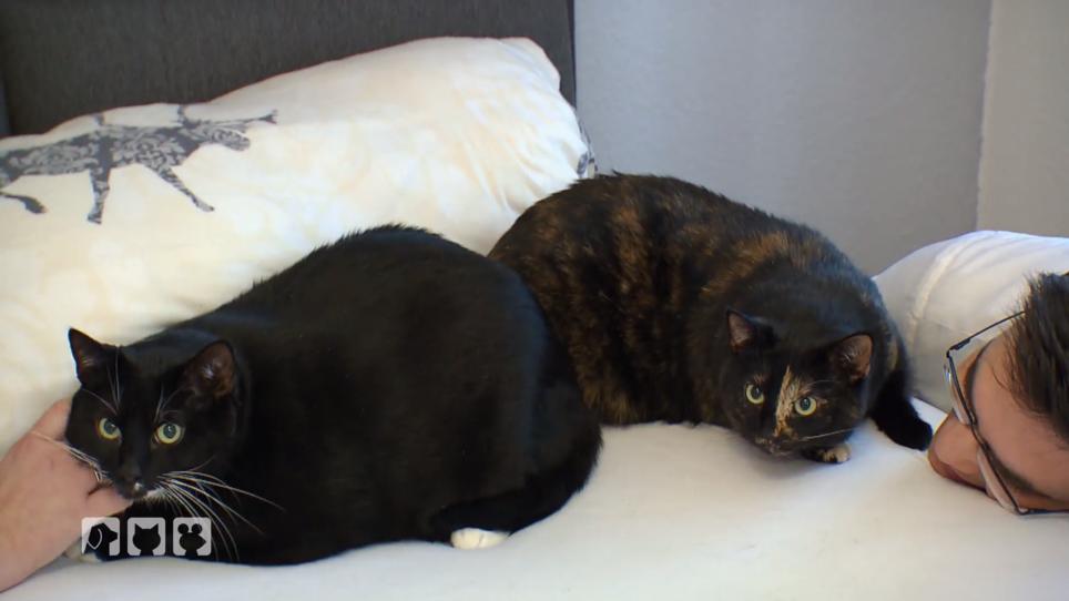 Paulchen und Hugo haben massives Übergewicht Paulchen und Hugo haben massives Übergewicht