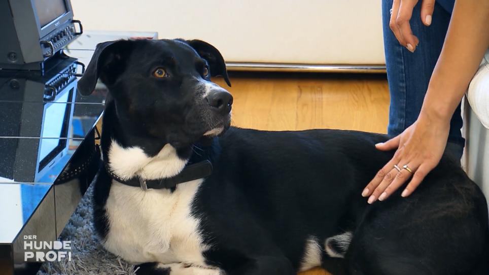 Der Junge Hund kann nicht alleine zu Hause bleiben Der Junge Hund kann nicht alleine zu Hause bleiben