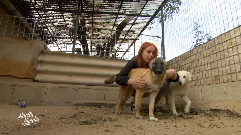 Die Tättowiererin Anash und Sandro nehmen die Hunde mit Die Tättowiererin Anash und Sandro nehmen die Hunde mit