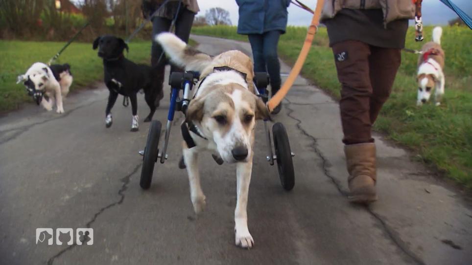 Diana Eichhorn zeigt, was Hunde mit Handicap brauchen Diana Eichhorn zeigt, was Hunde mit Handicap brauchen