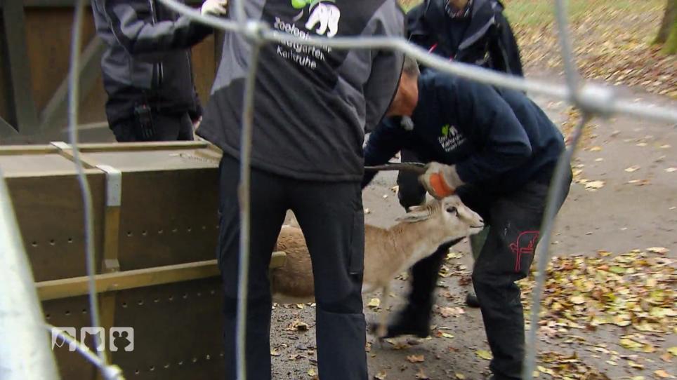 Die Tierpfleger müssen einen Zuchtbullen einfangen Die Tierpfleger müssen einen Zuchtbullen einfangen