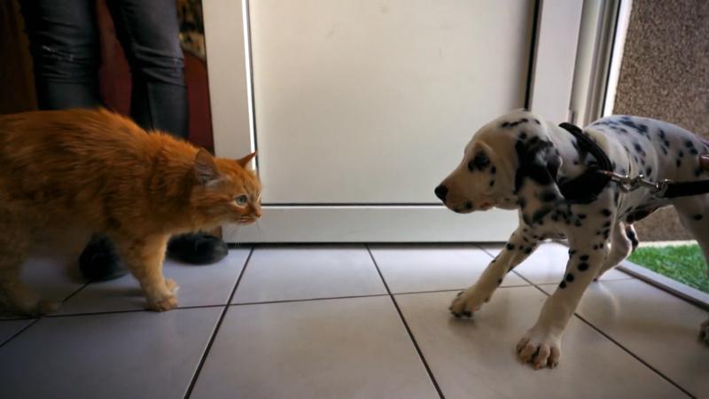 Ein Dalmatinerwelpe trifft auf vier Katzen