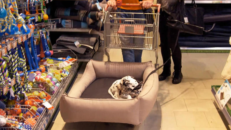 Sir Henry bekommt ein eigenes Bettchen und Spielzeug