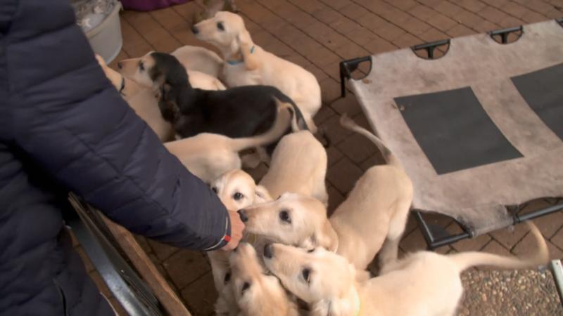 Afghanischer-Windhund-Welpe als Kindersatz