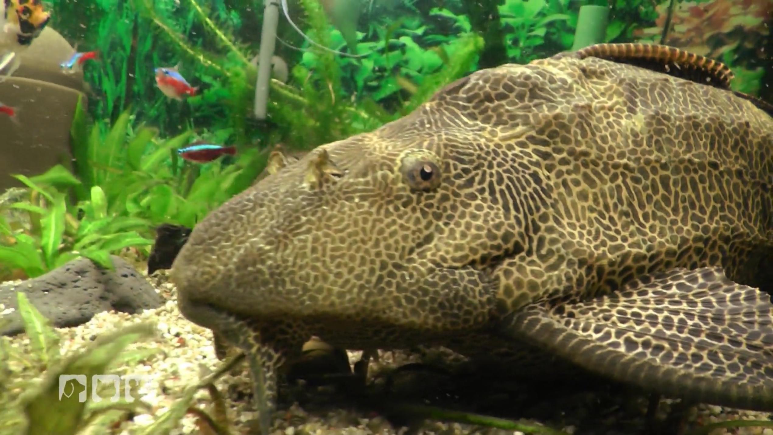 Ein angeblich klein bleibender Wels sprengt das Aquarium Ein angeblich klein bleibender Wels sprengt das Aquarium