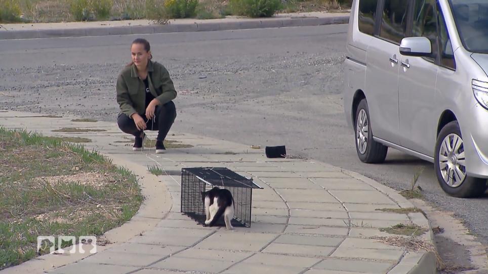 Katzenrettung auf Zypern Katzenrettung auf Zypern