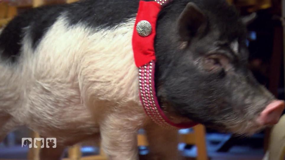Porky sucht ein neues Heim Porky sucht ein neues Heim