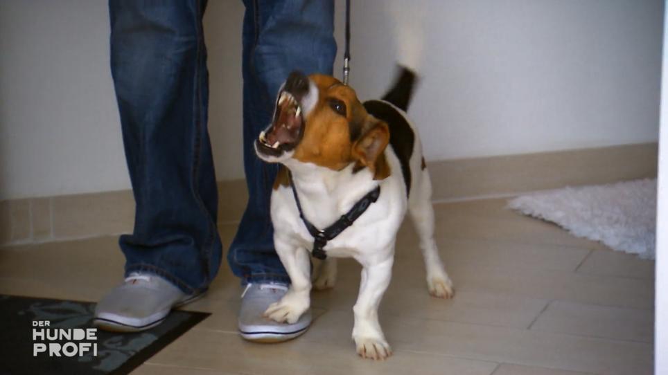 Jack-Russell-Terrier Fynn greift Menschen an Jack-Russell-Terrier Fynn greift Menschen an
