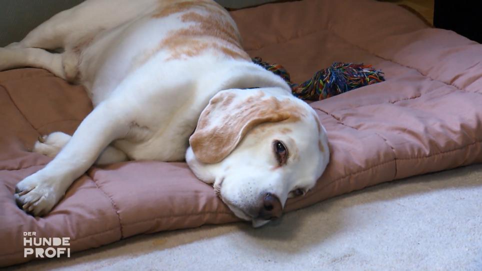 Beagel Treaver lässt niemanden an sein Futter Beagel Treaver lässt niemanden an sein Futter