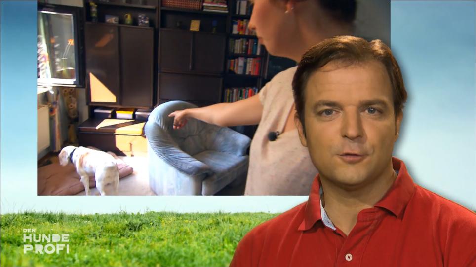 Trevor liefert sich einen Sturkopf-Wettkampf mit Frauchen Trevor liefert sich einen Sturkopf-Wettkampf mit Frauchen