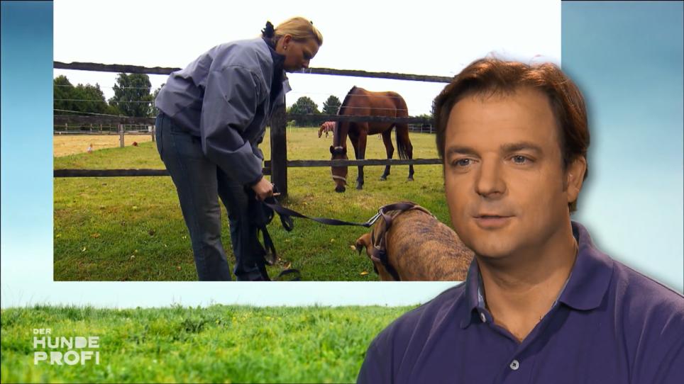 Bleibt Kira cool trotz Pferden in der Nähe? Bleibt Kira cool trotz Pferden in der Nähe?