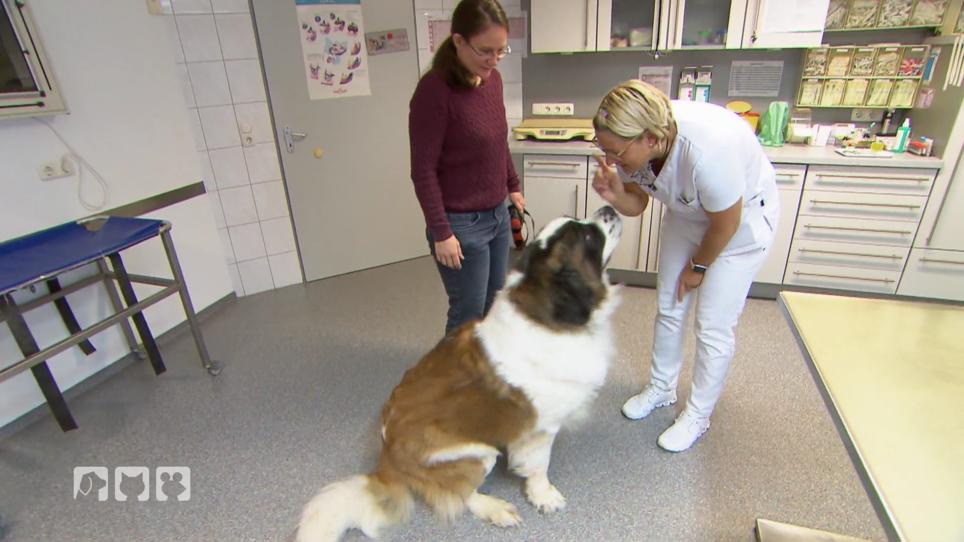 Bernhardiner Stöpsel plagen einige Zipperlein Bernhardiner Stöpsel plagen einige Zipperlein
