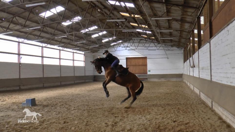 Warmblut Kariani mag keinen Reiter auf ihrem Rücken Warmblut Kariani mag keinen Reiter auf ihrem Rücken