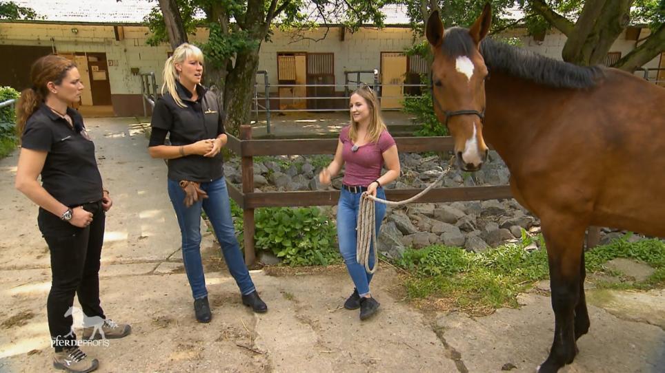 Xenias Stute wird Chiropraktisch untersucht Xenias Stute wird Chiropraktisch untersucht