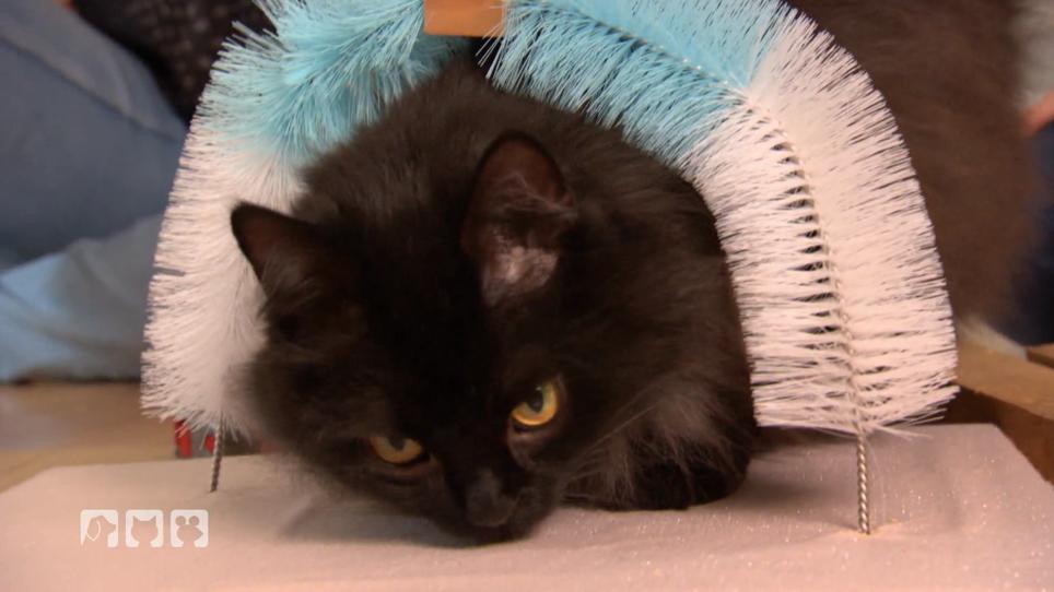 Katzen lieben die DIYs von Diana Gries Katzen lieben die DIYs von Diana Gries