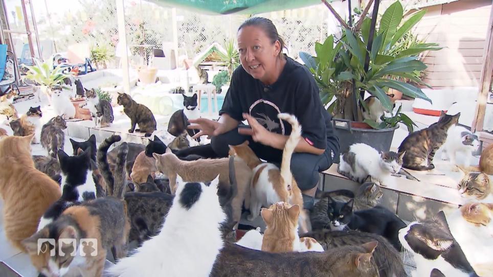 Birgas Freundin Dawn Foote versorgt hunderte Katzen Birgas Freundin Dawn Foote versorgt hunderte Katzen