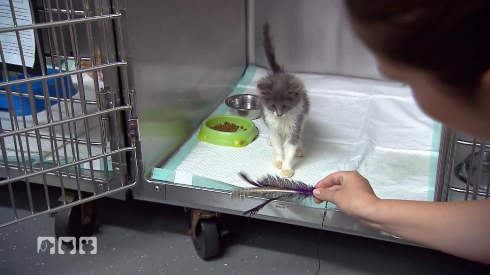 Abschied von der kleinen geretteten Straßenkatze Frieda Abschied von der kleinen geretteten Straßenkatze Frieda