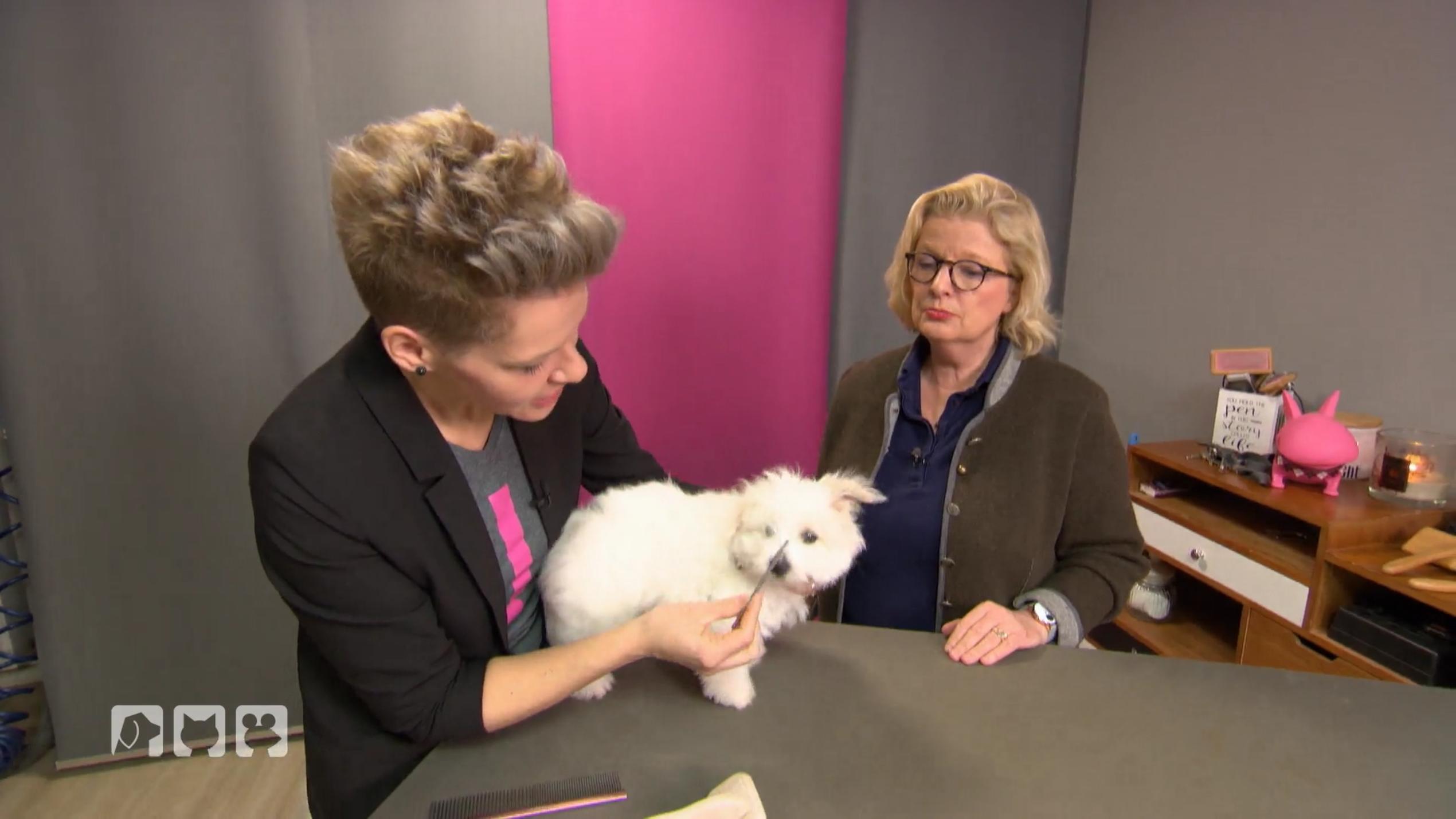 So verlieren Welpen die Angst vorm Hundefriseur So verlieren Welpen die Angst vorm Hundefriseur