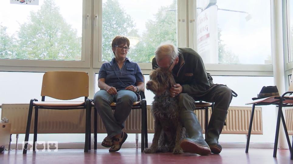 Der Korthals-Griffon bedeutet alles für sein Herrchen Der Korthals-Griffon bedeutet alles für sein Herrchen
