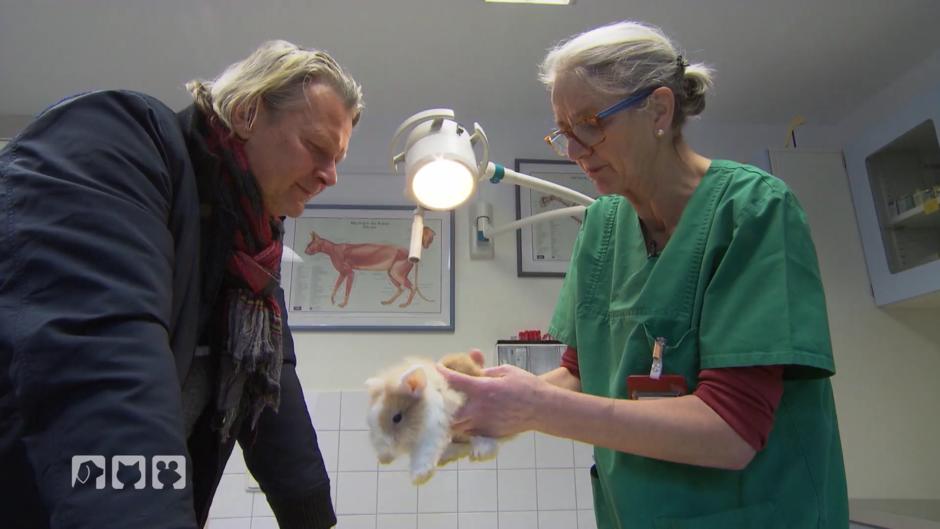 Monikas Tierärztin ist ein bestürzt Monikas Tierärztin ist ein bestürzt
