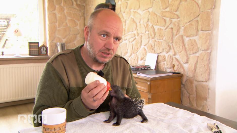 Stachelschwein-Baby Watte erobert Dirks Herz im Sturm Stachelschwein-Baby Watte erobert Dirks Herz im Sturm