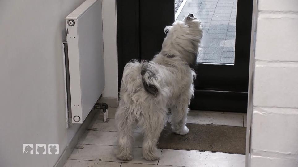 Wenn der Besitzer geht, leidet das Hundeherz Wenn der Besitzer geht, leidet das Hundeherz