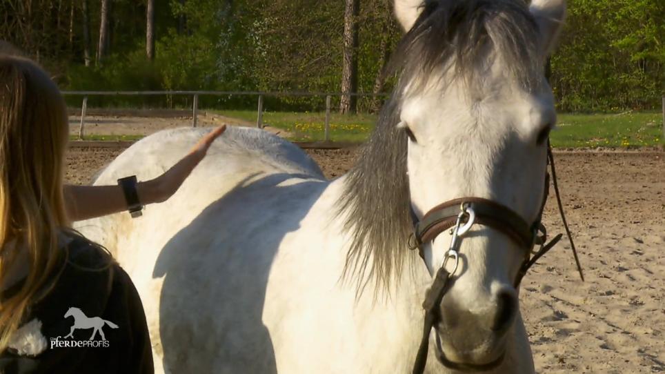 Hat Stute Beauty Rückenprobleme? Hat Stute Beauty Rückenprobleme?