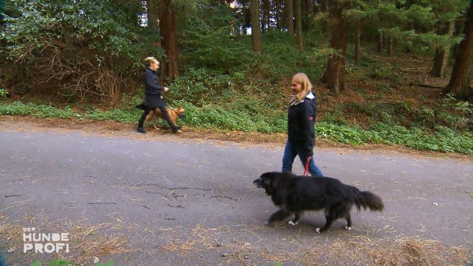 Wie verhält sich Leo mittlerweile mit anderen Hunden? Wie verhält sich Leo mittlerweile mit anderen Hunden?