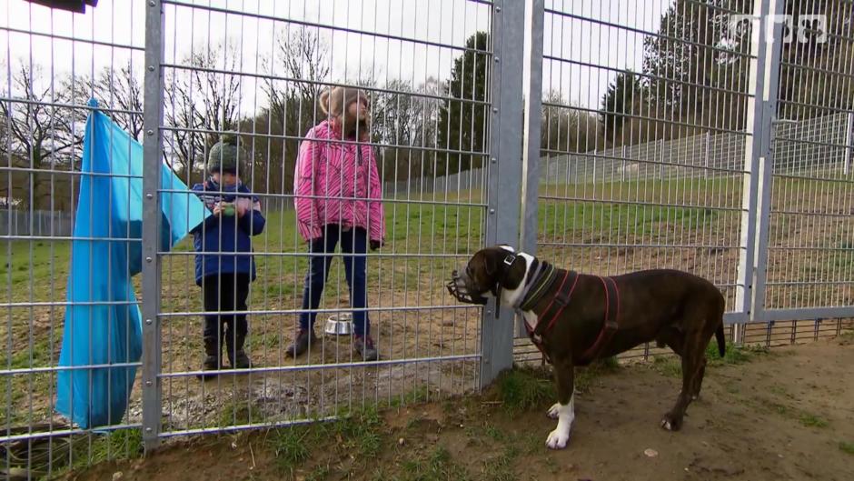 Familie kämpft um die Adoption von Listenhund Ben Familie kämpft um die Adoption von Listenhund Ben
