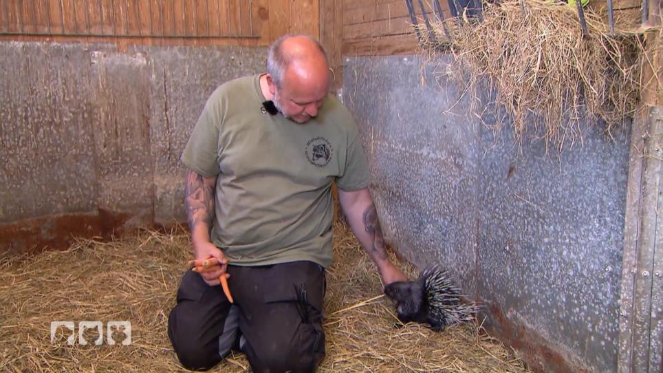 Stachelschweinbaby Watte hat sich super erholt Stachelschweinbaby Watte hat sich super erholt