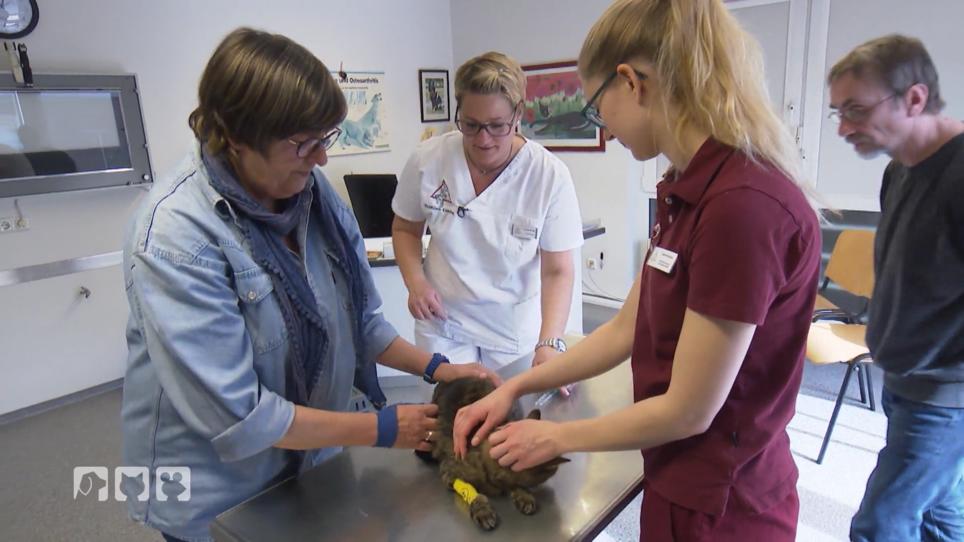 Katze Lara muss zum Alterscheck in die Tierklinik Katze Lara muss zum Alterscheck in die Tierklinik