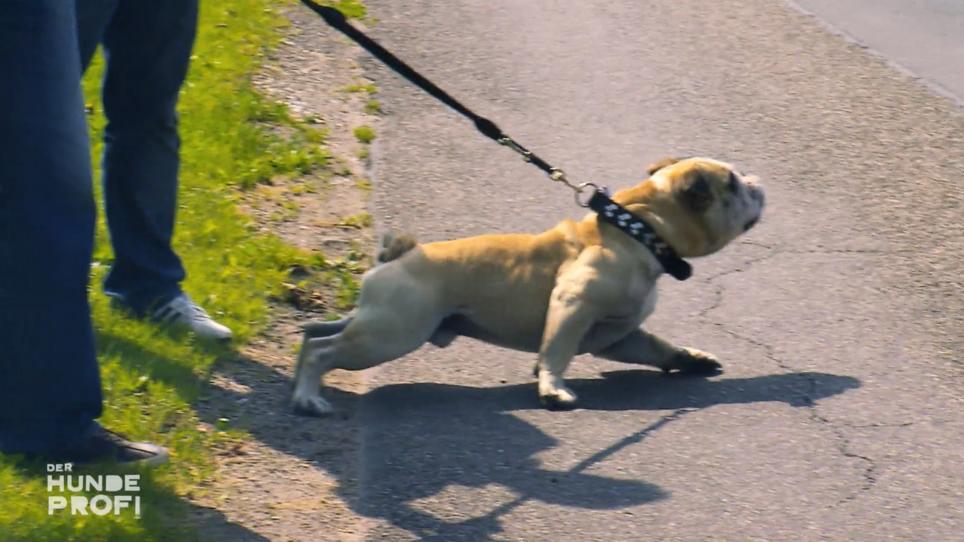 Tequila ist im Straßenverkehr extrem gestresst Tequila ist im Straßenverkehr extrem gestresst