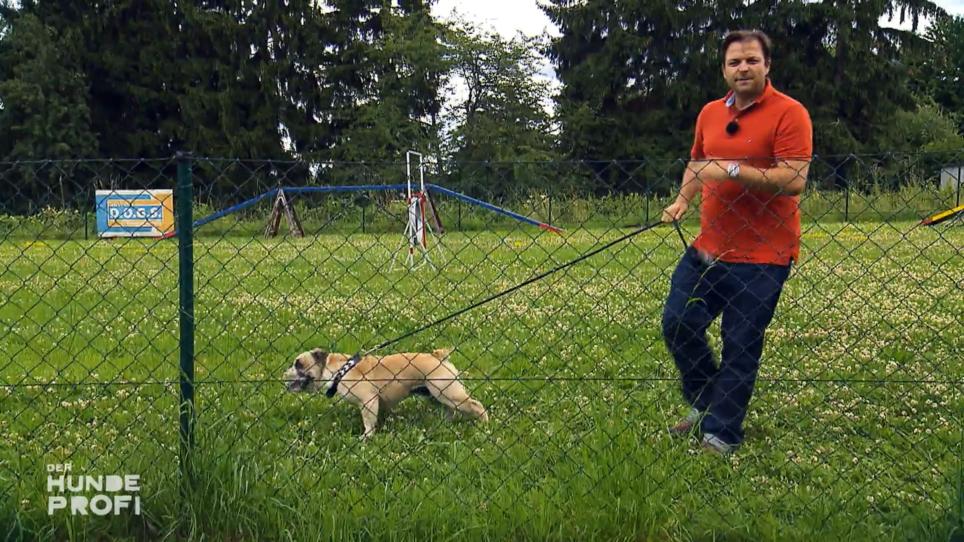 Verhält sich Tequila auch beim Hundeprofi so? Verhält sich Tequila auch beim Hundeprofi so?