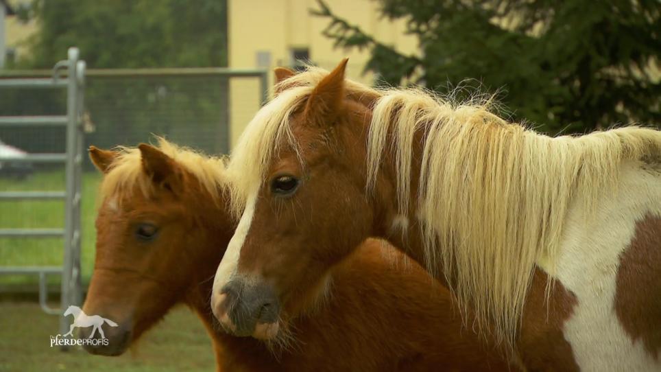 Bernd kommt zu Birgit um ihre Ponyfohlen zu erziehen Bernd kommt zu Birgit um ihre Ponyfohlen zu erziehen
