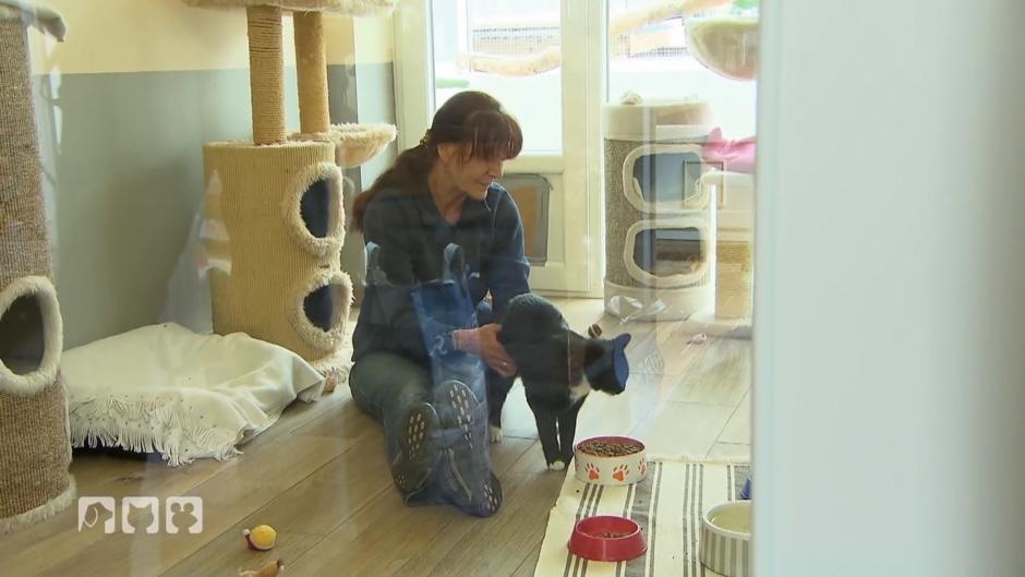 Wie geht es Hund, Katze und Maus in den Einrichtungen? Wie geht es Hund, Katze und Maus in den Einrichtungen?