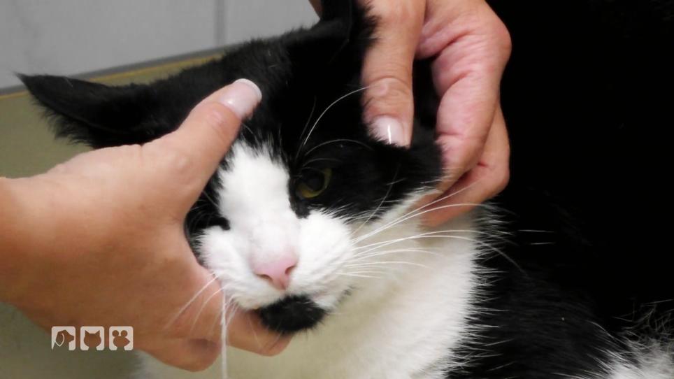 Kater Jacko hat eine dicke Backe Kater Jacko hat eine dicke Backe