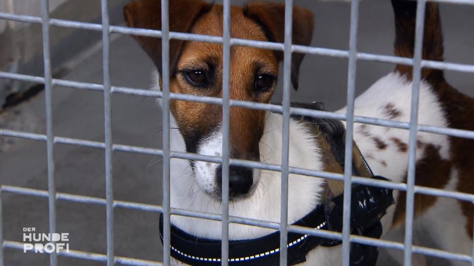 Die Vorauswahl steht: Zwei Terrier aus dem Tierschutz Die Vorauswahl steht: Zwei Terrier aus dem Tierschutz