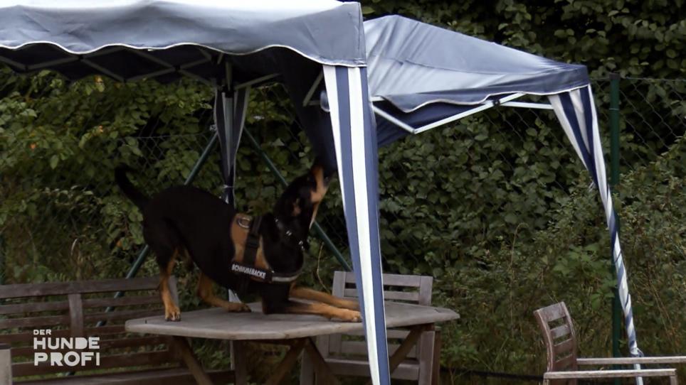 Tyson gibt alles, um an den Futterbeutel zu kommen Tyson gibt alles, um an den Futterbeutel zu kommen