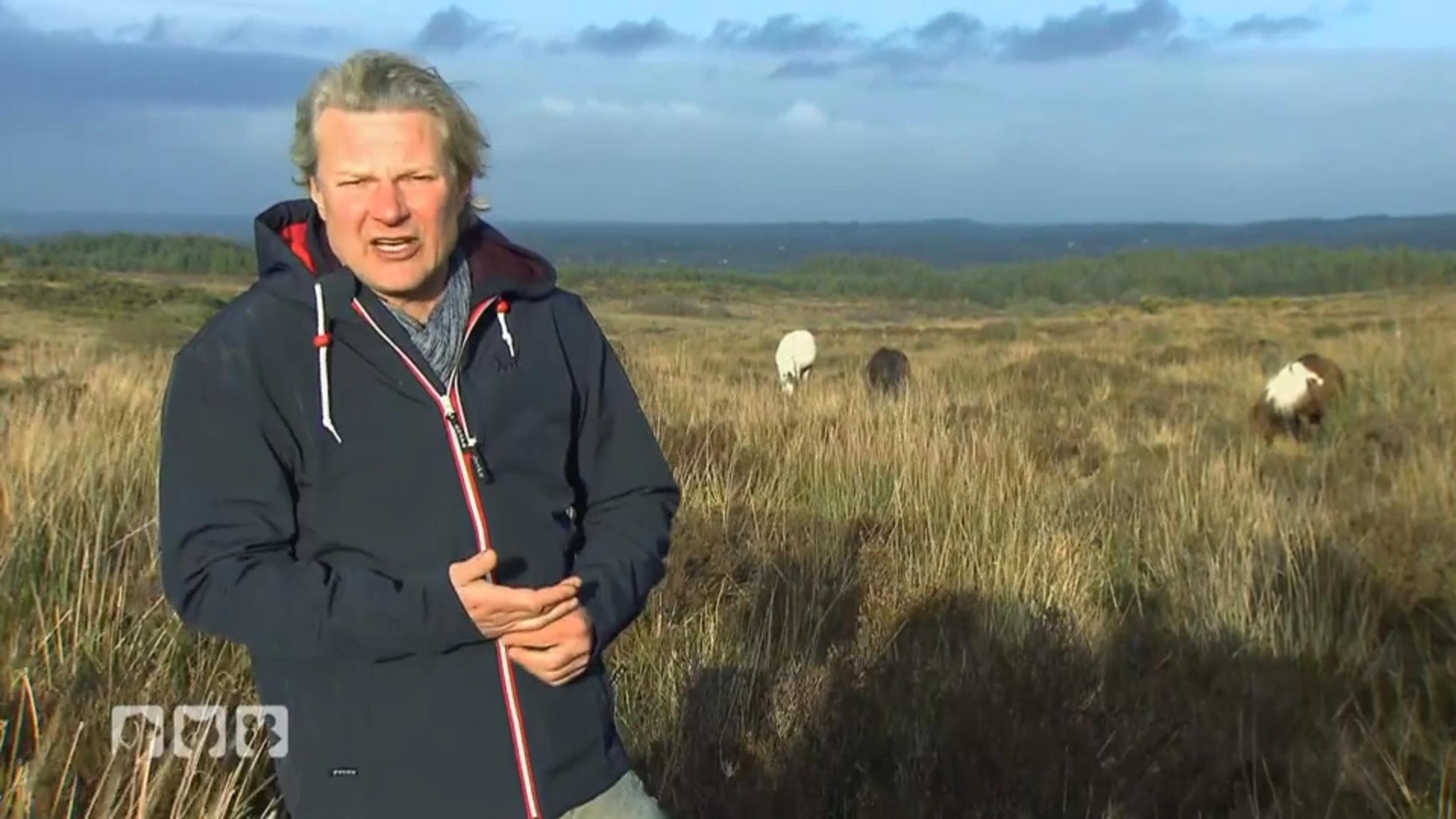 Frank Weber rettet Streunerpferde in Irland Frank Weber rettet Streunerpferde in Irland