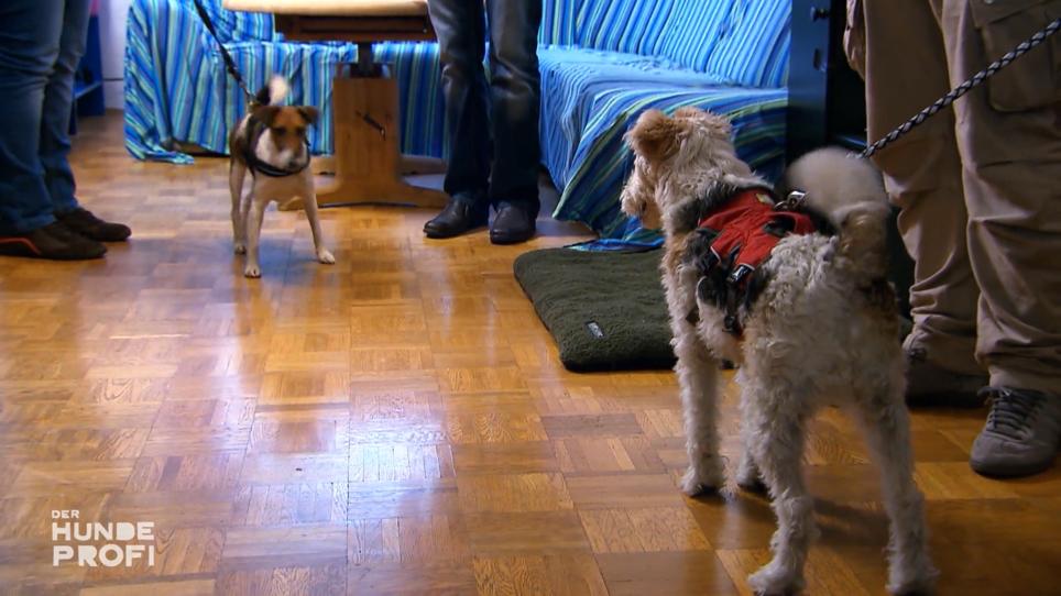 Wie verhält sich Leo mit Tiffany im Haus? Wie verhält sich Leo mit Tiffany im Haus?