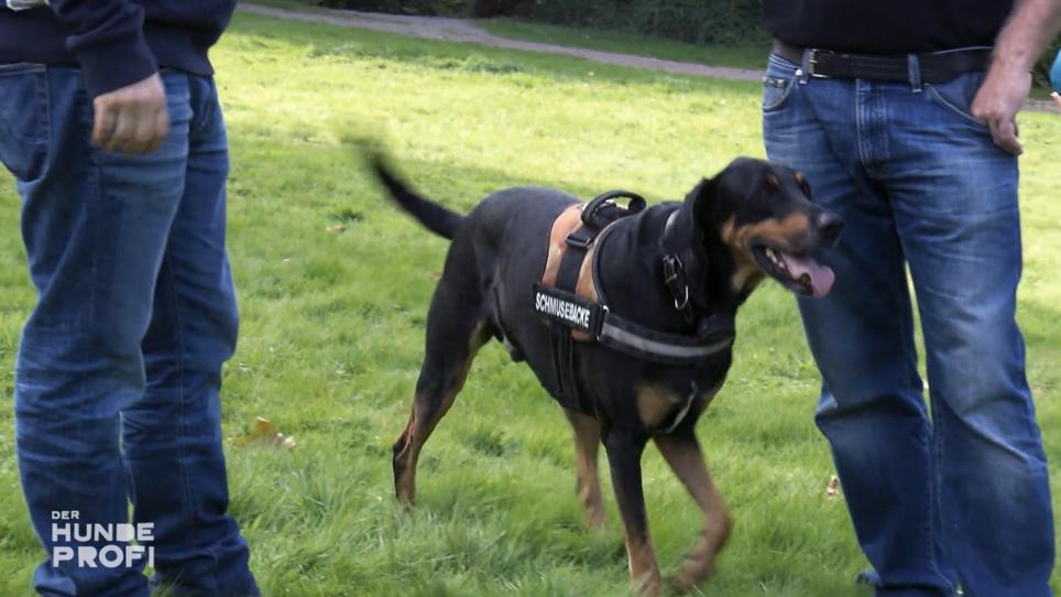 Eskaliert Tyson immer noch, wenn er einen Ball sieht? Eskaliert Tyson immer noch, wenn er einen Ball sieht?